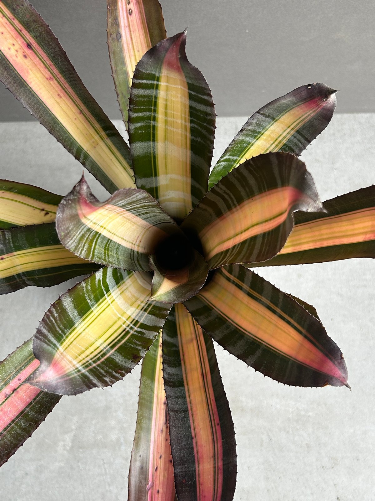 エクメア ロベルト メネスカル「Aechmea 'Roberto Menescal'」95I