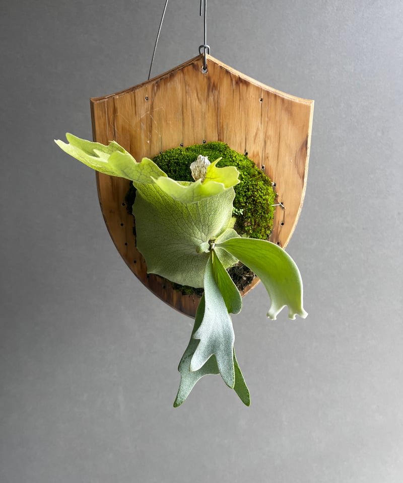 willinckii cv.Hydra ヒドラ ウィリンキー ビカクシダ P. Willinckii