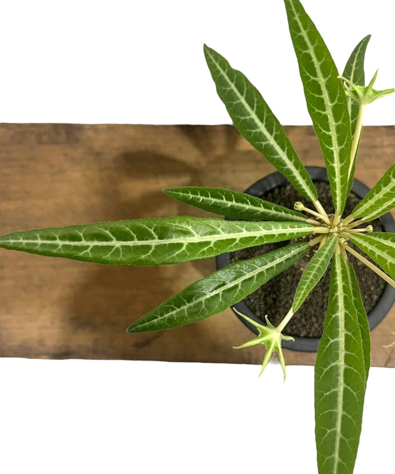 ドルステニア ランキフォリア (実生苗)「 Dorstenia crispa var.lanc