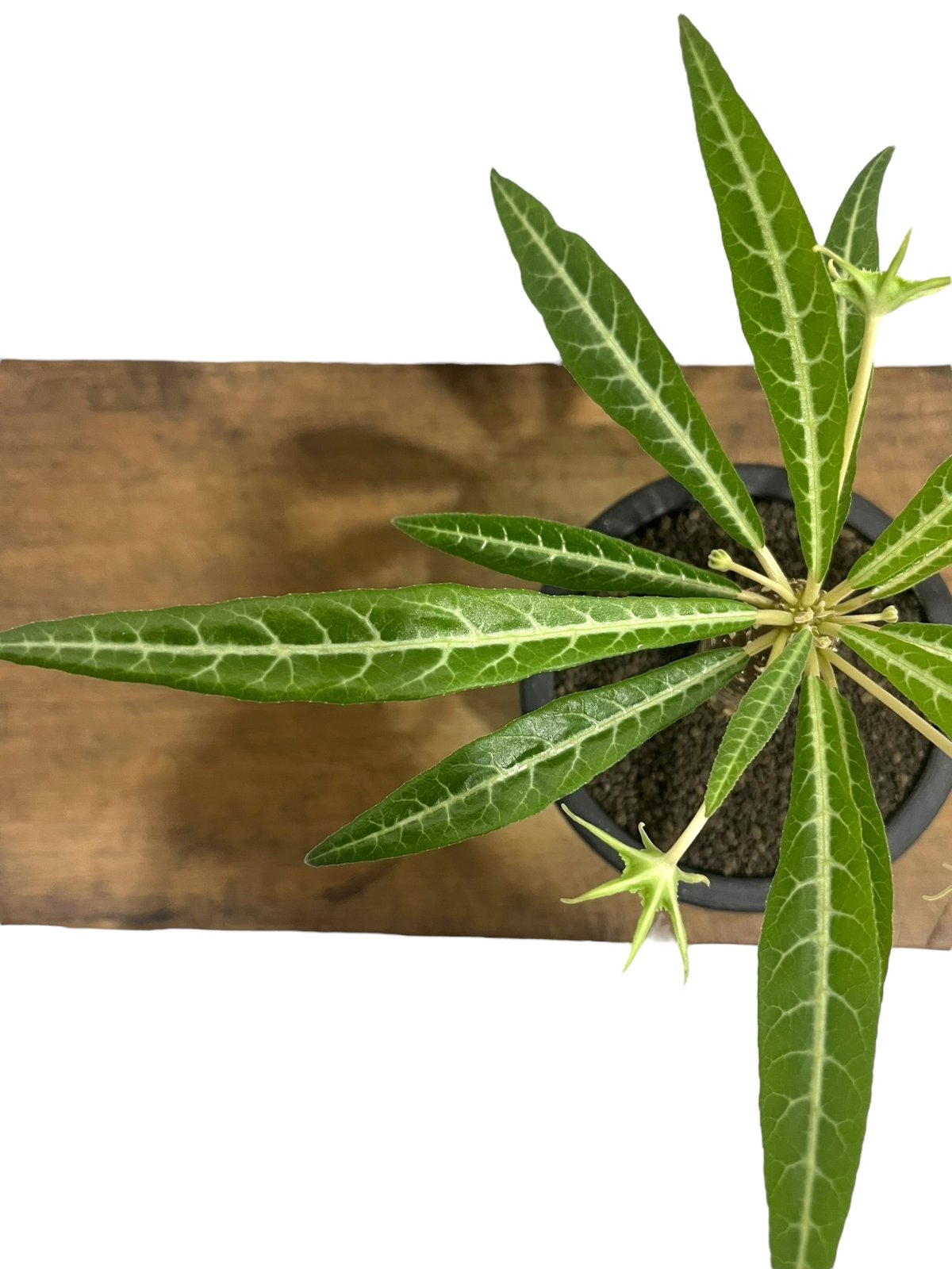 ドルステニア ランキフォリア (実生苗)「 Dorstenia crispa var.lanc