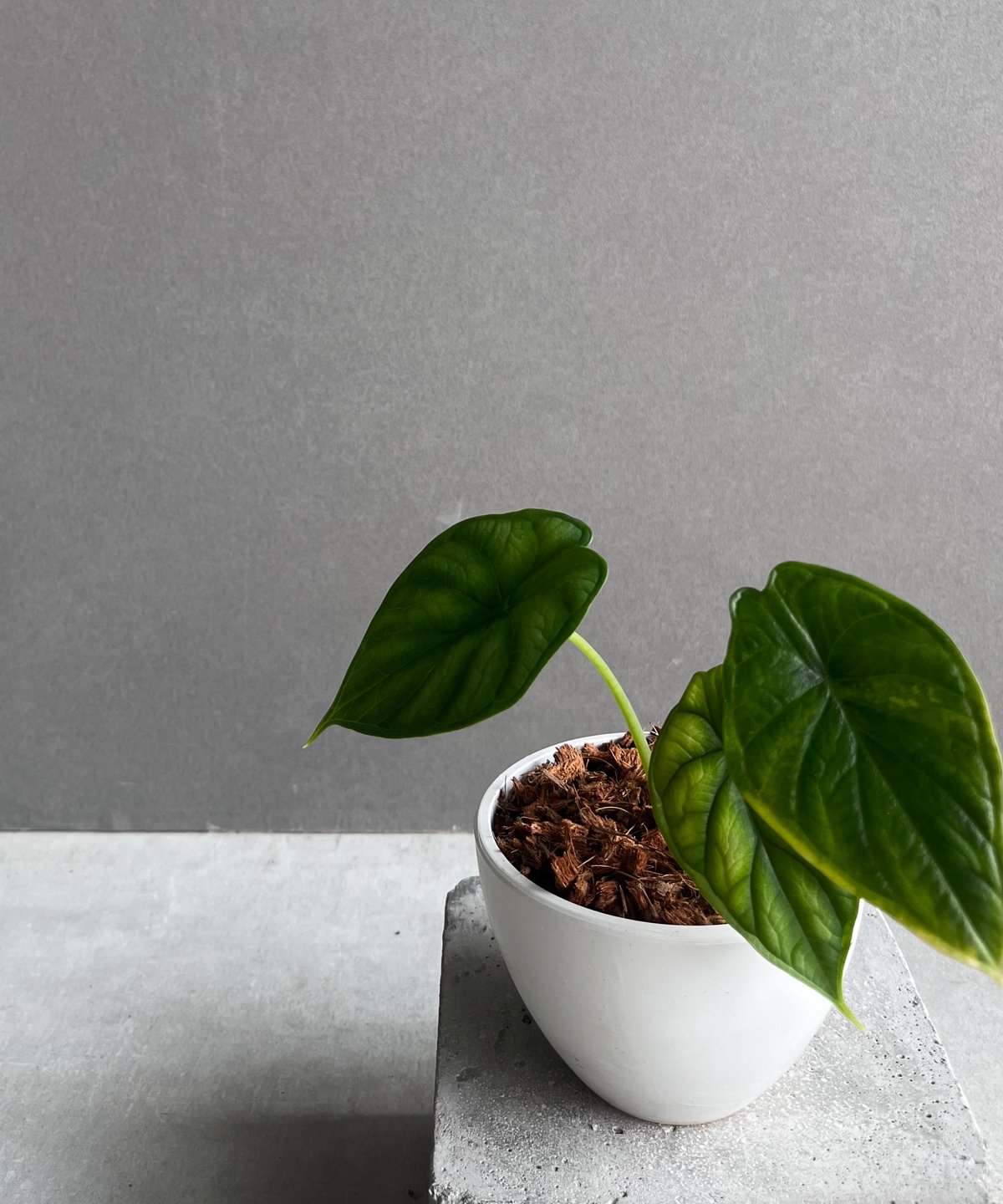 Alocasia dragon scale / アロカシア ドラゴンスケール② 斑入り