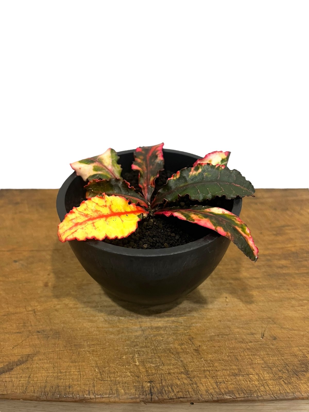 ユーフォルビア フランコイシー 斑入 「Euphorbia francoisii Varieg