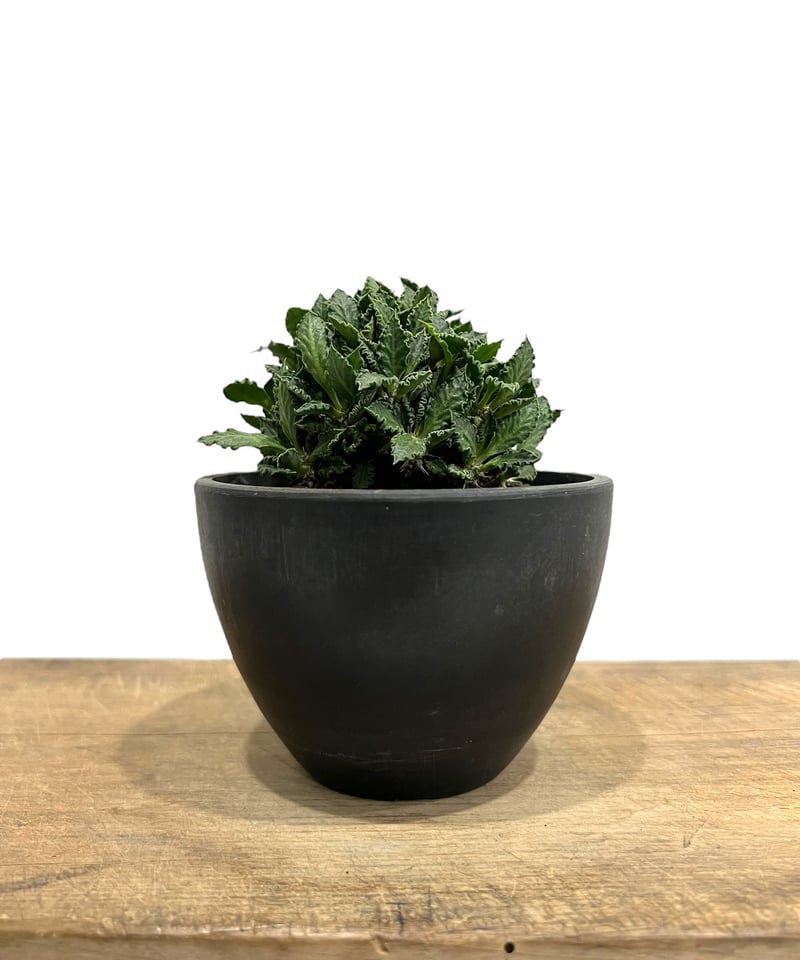 ユーフォルビア トゥレアレンシス (実生苗)「 Euphorbia