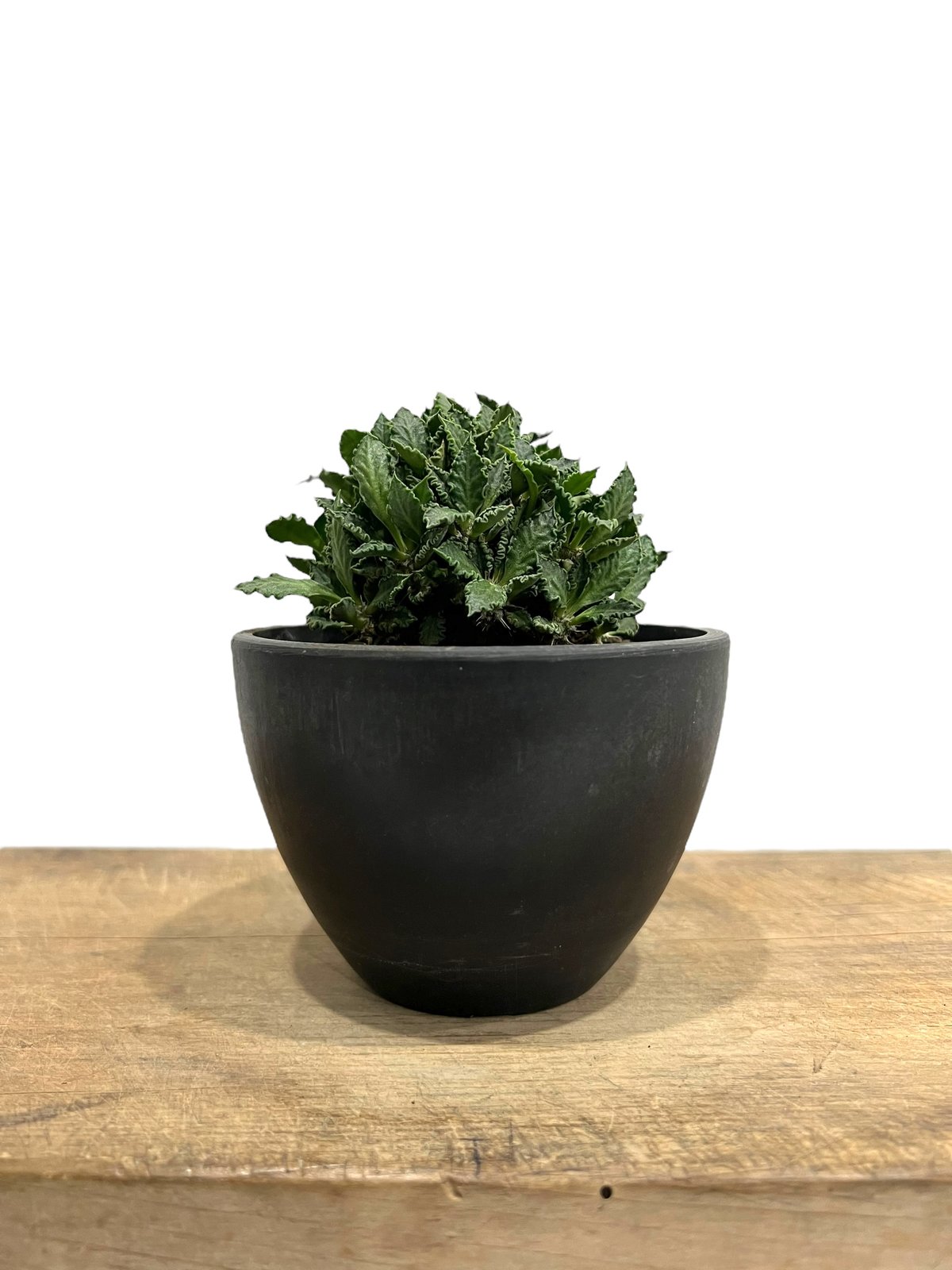 ユーフォルビア トゥレアレンシス (実生苗)「 Euphorbia tulearensis (