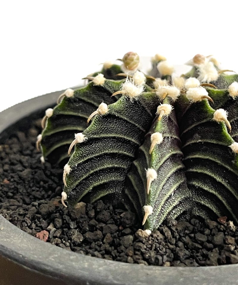 ギムノカリキウム フリードリヒ “VOS1241” KG 「Gymnocalycium fr