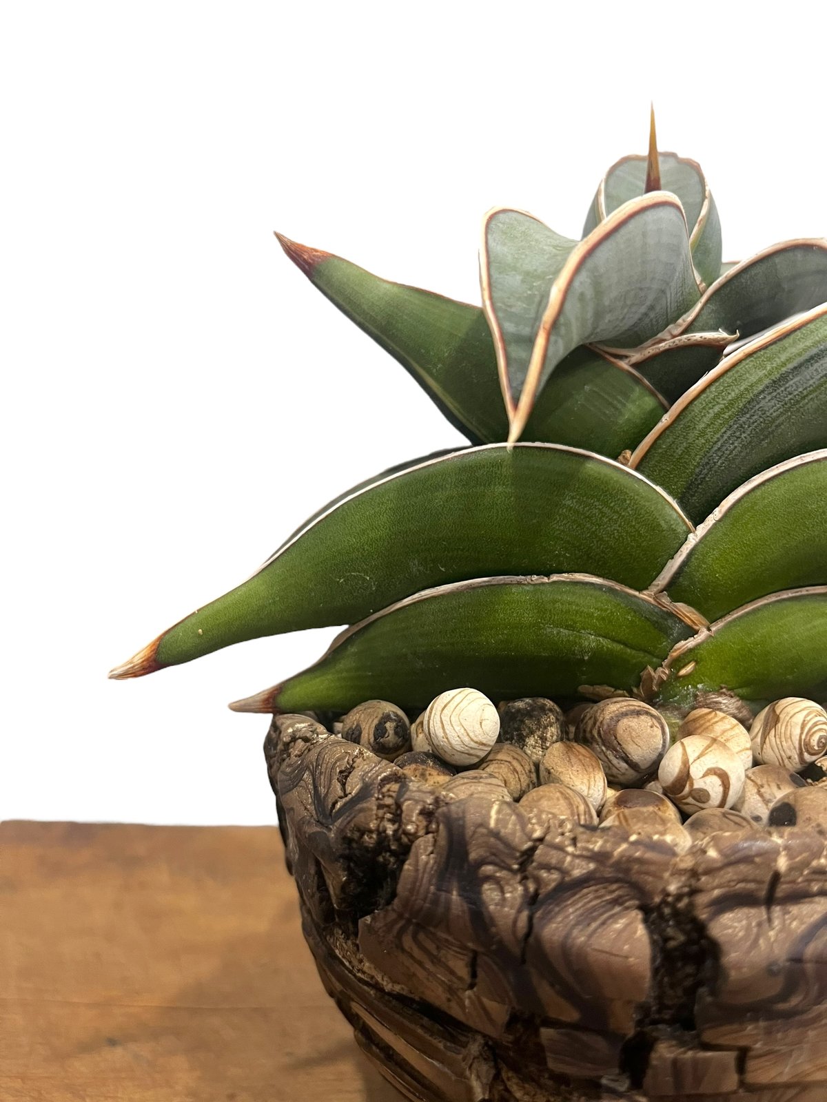 富*様 サンスベリア　ロリダ　斑入り　輸入株　サンセベリア　サンス サンセベリア ロリダ 斑入り「Sansevieria rorida var.」6/1-720