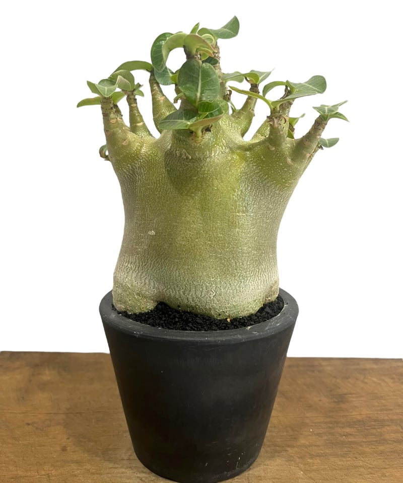 アデニウム アラビカム スーパー ドワーフ タイプ 「Adenium arabicum