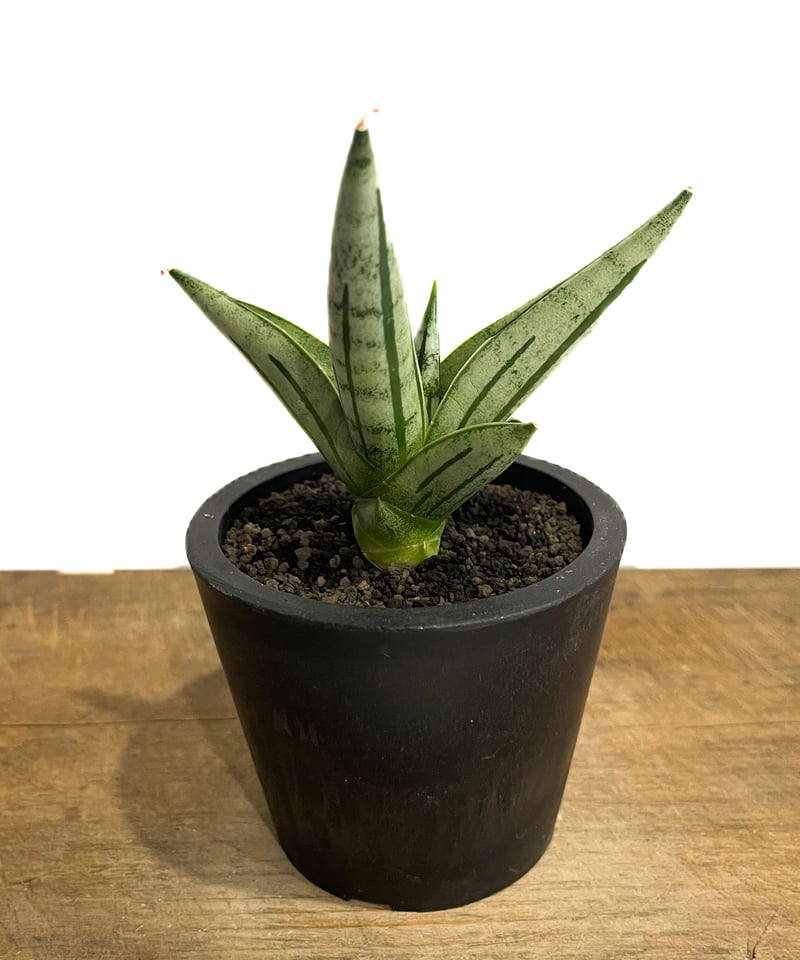 サンスベリア ジュピター Sansevieria Jupiter サンセベリア ジュピター「Sansevieria Jupiter」30E-1 | SHOUCH