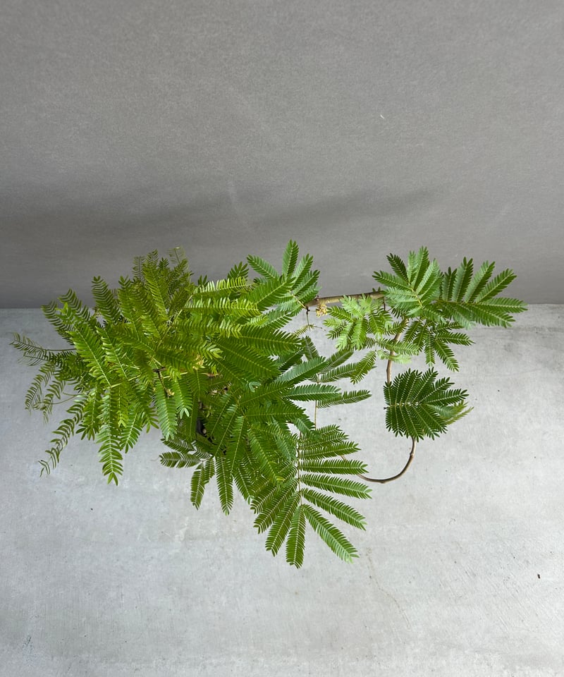 エバーフレッシュ “選抜個体”+ plantsmonsters pot 「Cojoba arb