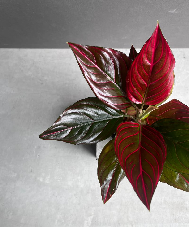 アグラオネマ レッド ベイン 「Aglaonema Red Vein」56B | SHOUCH