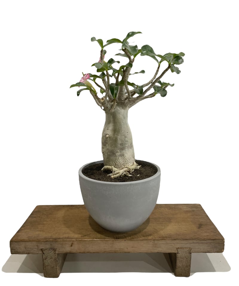 アデニウム アラビカム バオバブスタイル「Adenium arabicum Baobab St...