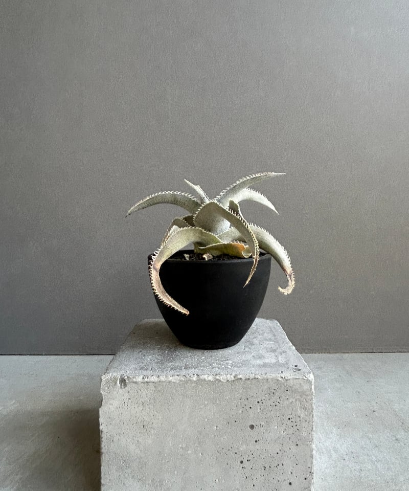 ディッキア マルニエル ラポストレイ 「Dyckia marnier-lapostollei