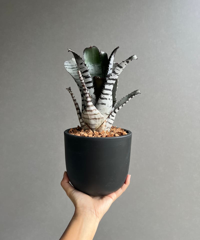 エクメア チャンティニー ブラック セレクト 「Aechmea chantinii Black