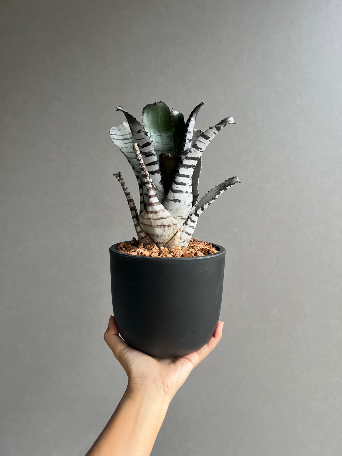 エクメア チャンティニー ブラック セレクト 「Aechmea chantinii Black