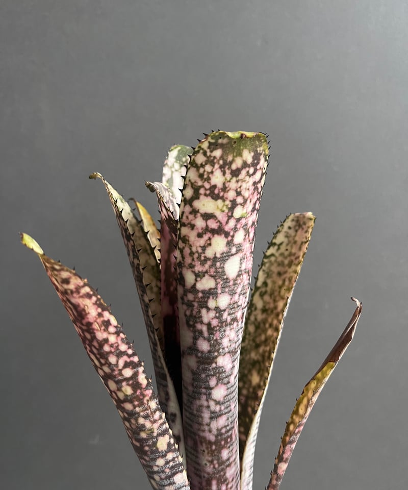 ビルベルギア トゥッティ フルッティ 「Billbergia Tuti Fruti ビルベルギア トゥッティ フルッティ 「Billbergia Tuti Fruti