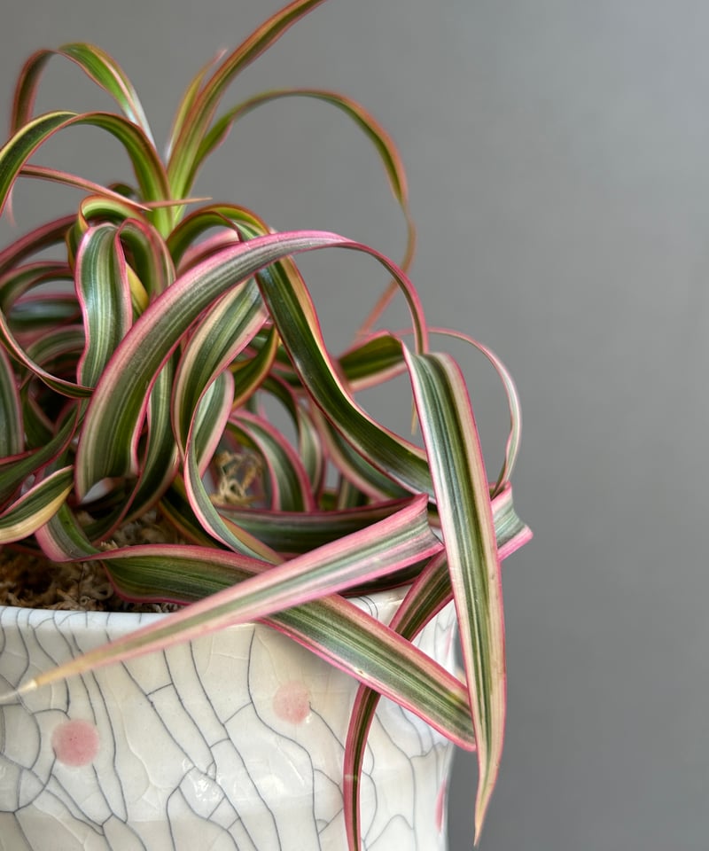 ドラセナ キュンティ + YON-HACHI「Dracaena concinne Kuhnty