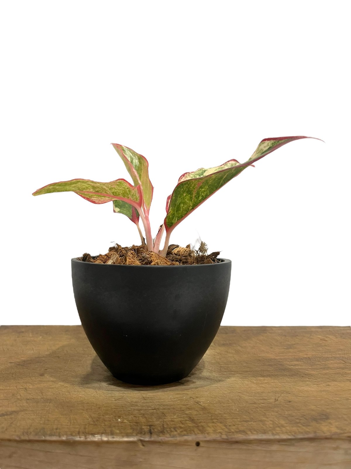 アグラオネマ サイアム オーロラ 斑入 「Aglaonema Siam Aurora Vari