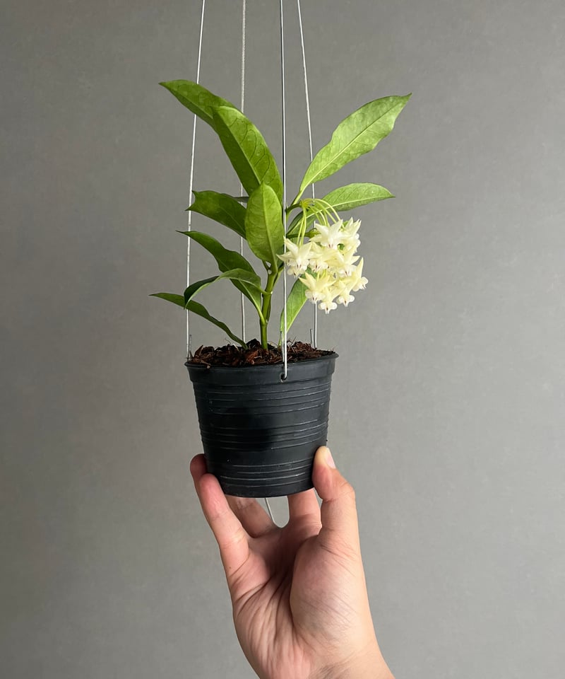 ホヤ ロッキー イエロー フラワー 「Hoya lockii Yellow Flower」70