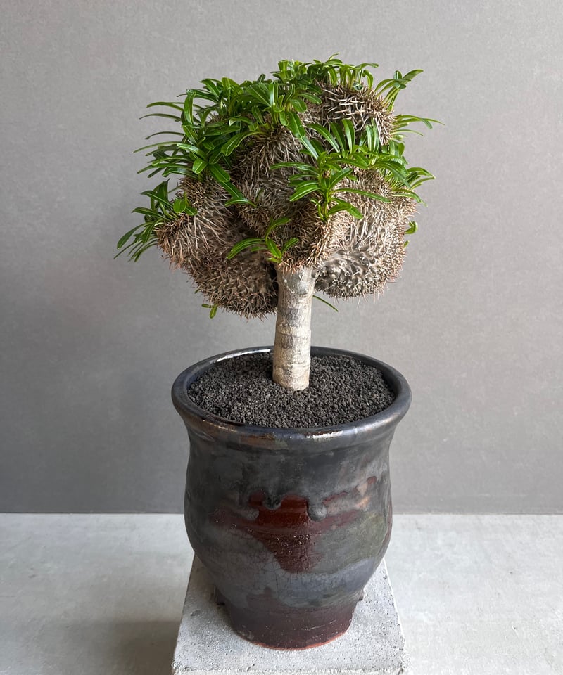 パキポディウム　ラメリー　綴化　No.004　鉢、送料込　メルカリ便 パキポディウム：ラメリー（綴化接木）4号鉢植え の通販 | 園芸