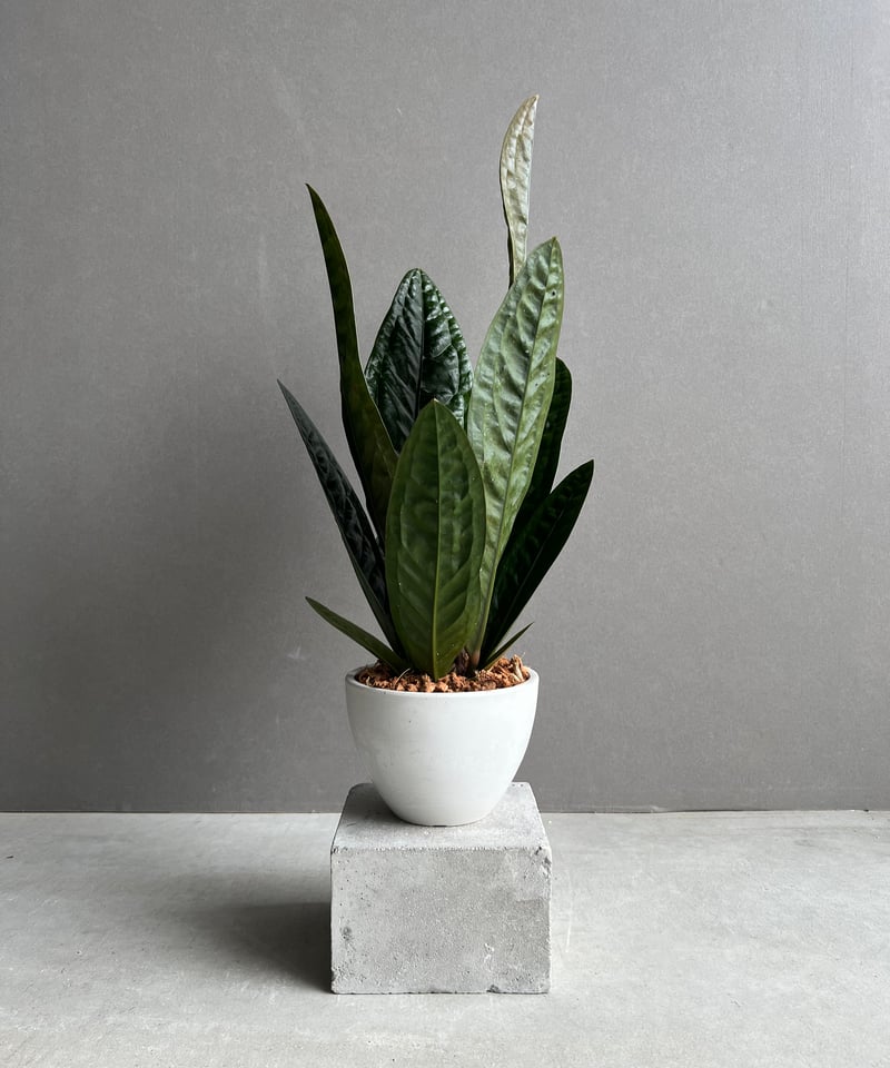 アンスリウム スパーバム 「Anthurium superbum」11Y | SHOUCHIKUEN