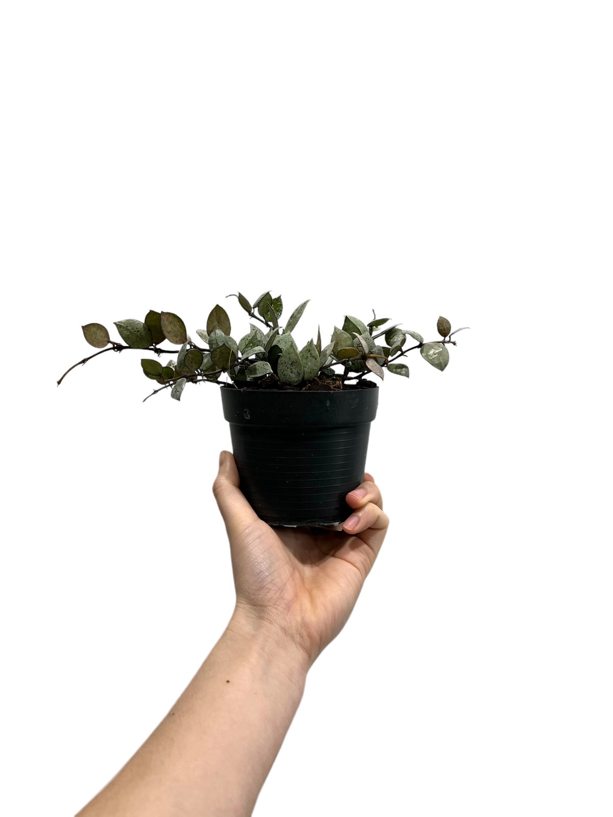 ホヤ クローニアナ ブラック シルバー 「Hoya krohniana Black Silve