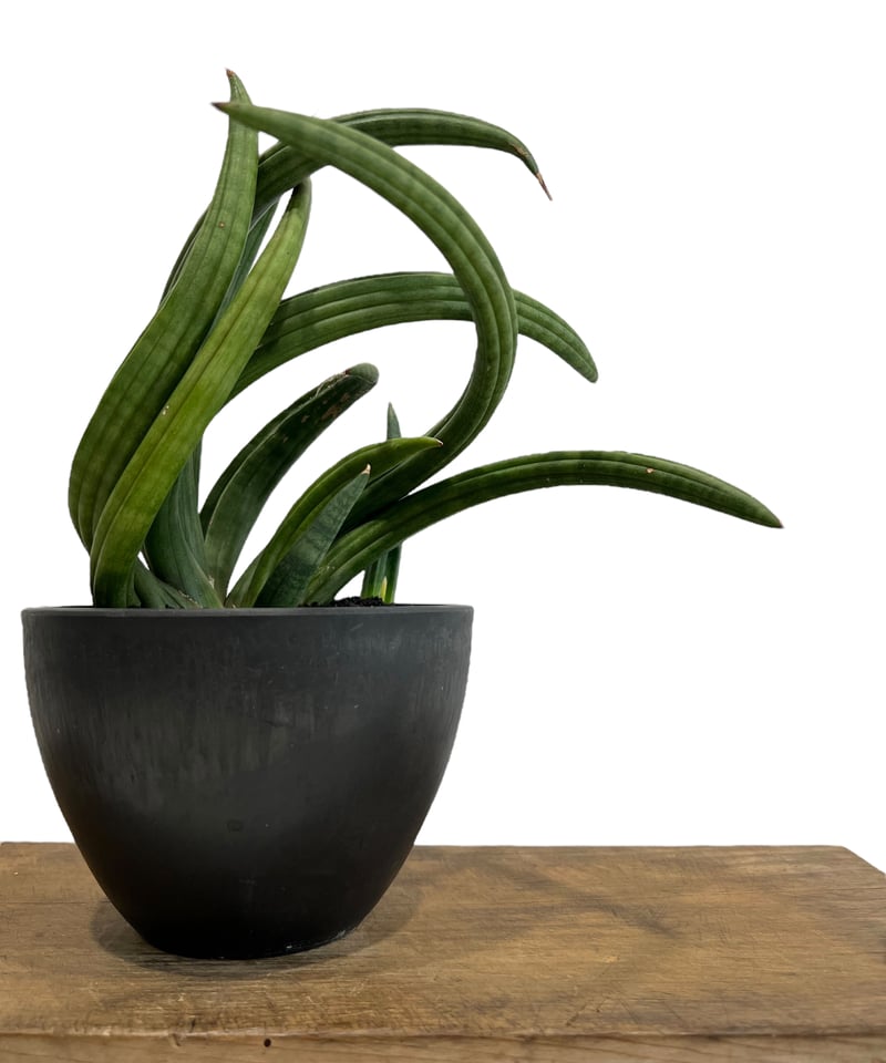 EMP サンセベリア アンヤマニーハイブリッド ドワーフEM1 / SA264 EMP