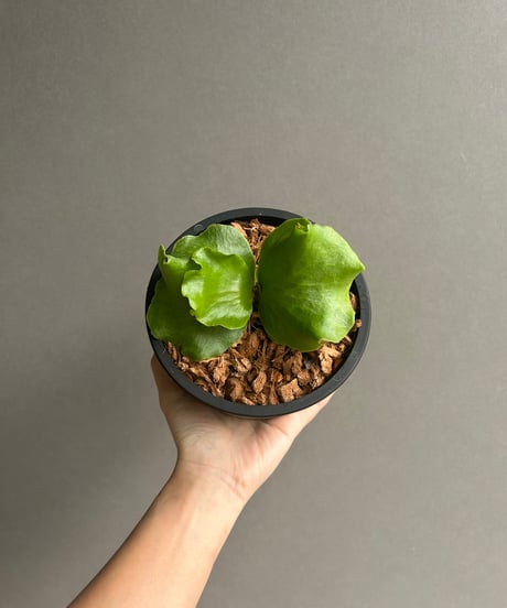 ビカクシダ　セーラーサターン4株 ビカクシダ セーラーサターン4株