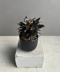 ビカクシダ P.willinckii cv. North Star Sporeling ビカクシダ ウィリンキー cv. ノース スター スポアリング