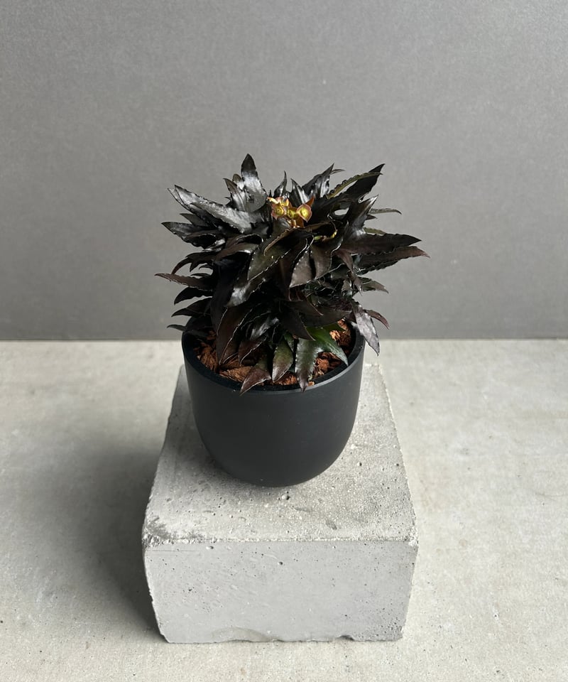 ユーフォルビア フランコイシー “エスプレッソ”「 Euphorbia