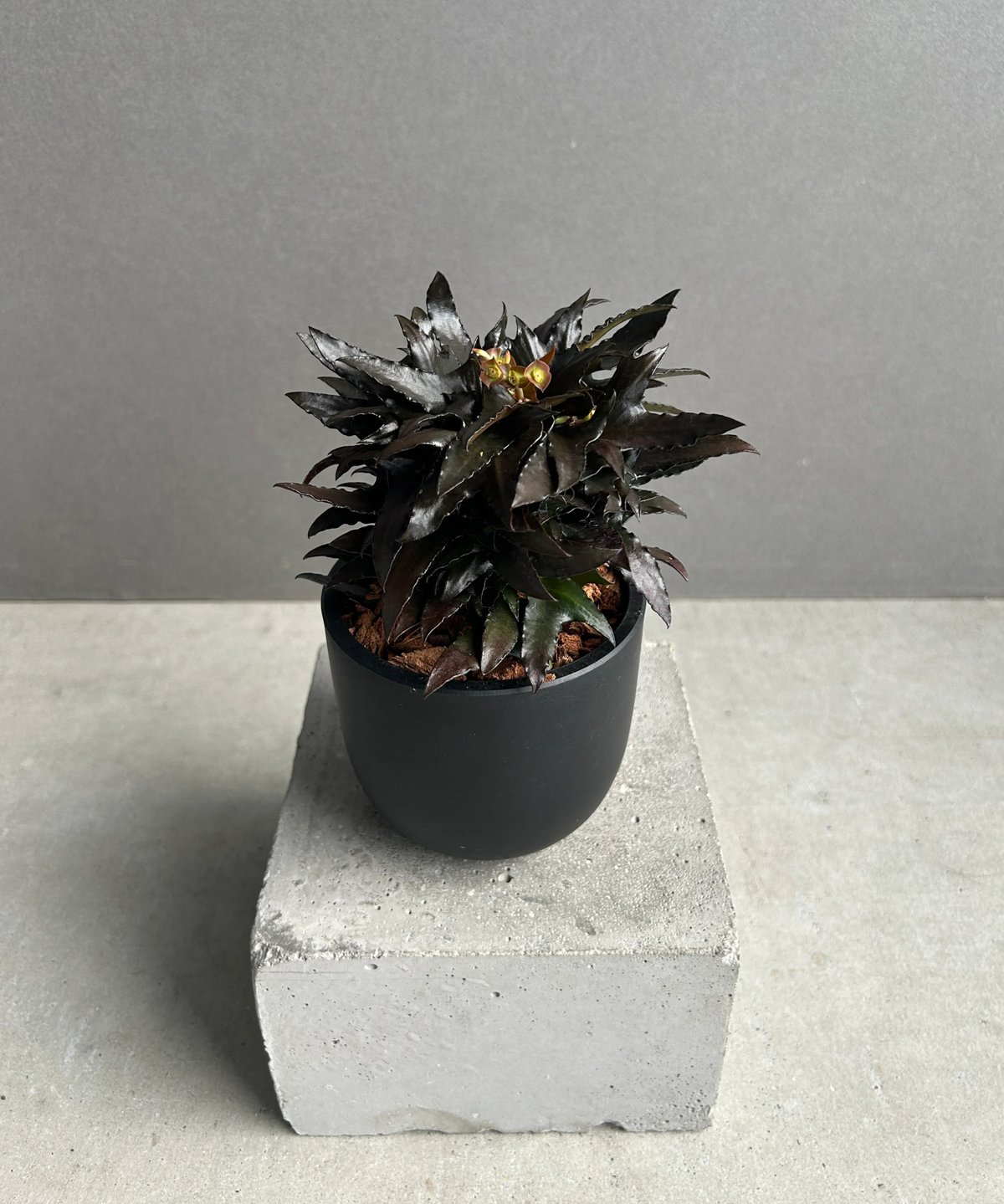 ユーフォルビア フランコイシー “エスプレッソ”「 Euphorbia