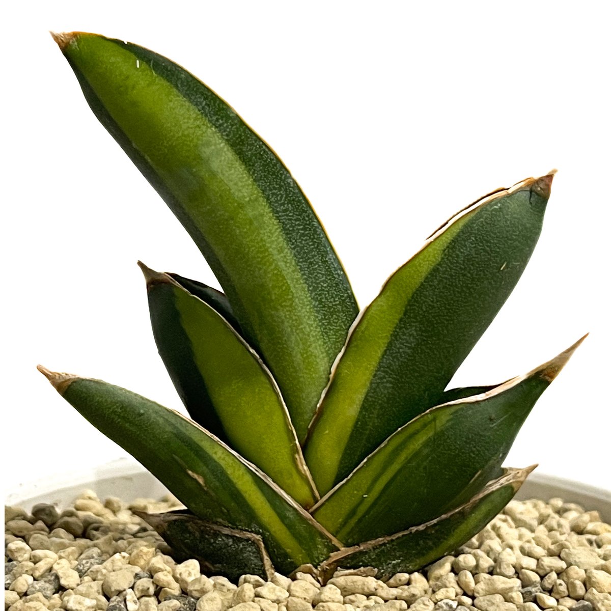 サンセベリア アンダマン 斑入り「Sansevieria Andaman Var.」69G-1