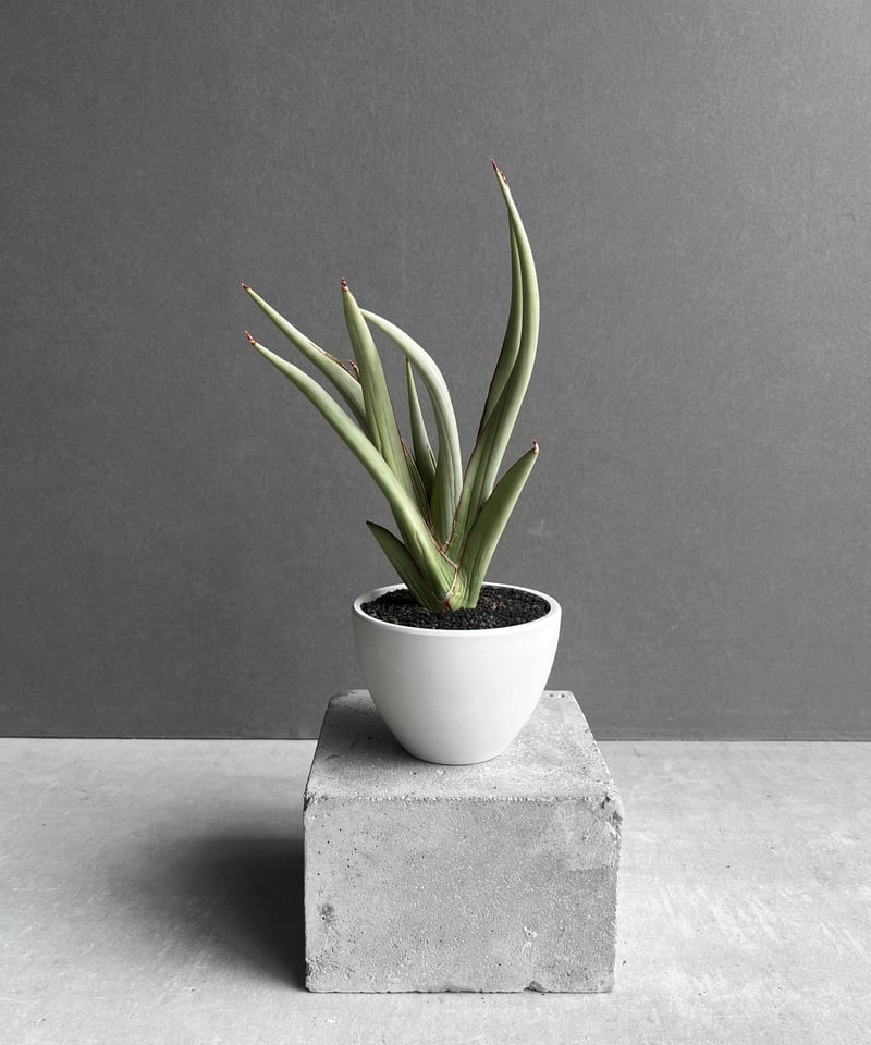 サンセベリア チャオプラヤ 「Sansevieria Chao Phraya」20B | SH