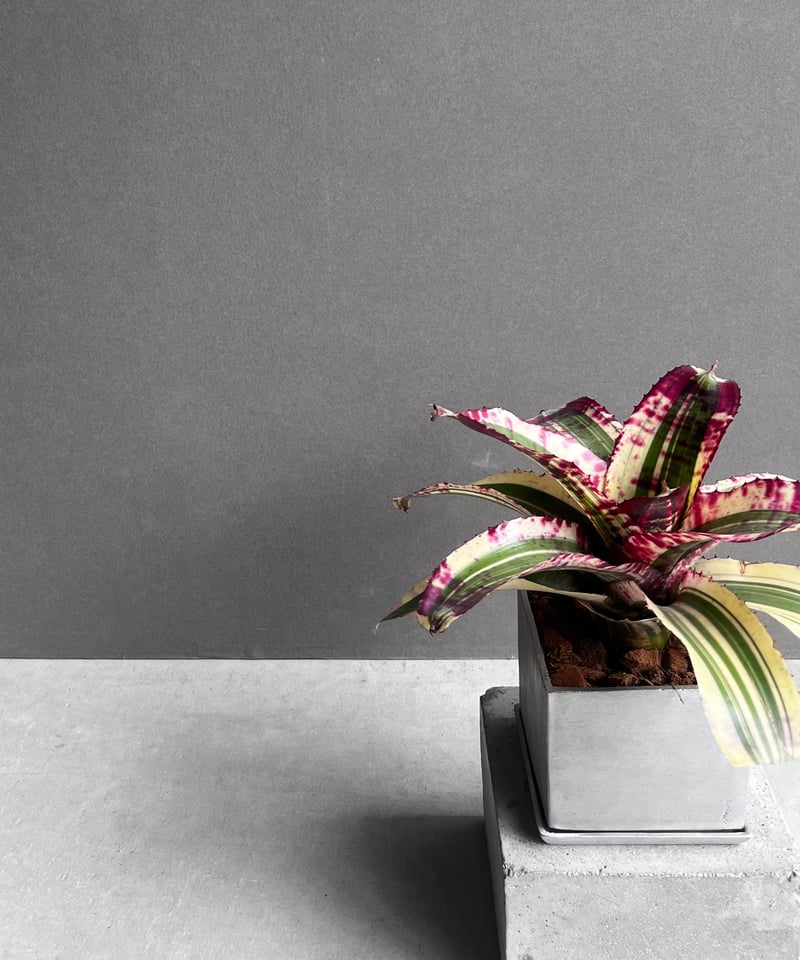 ネオレゲリア スーパーチャージド 「Neoregelia Supercharged」42Z |