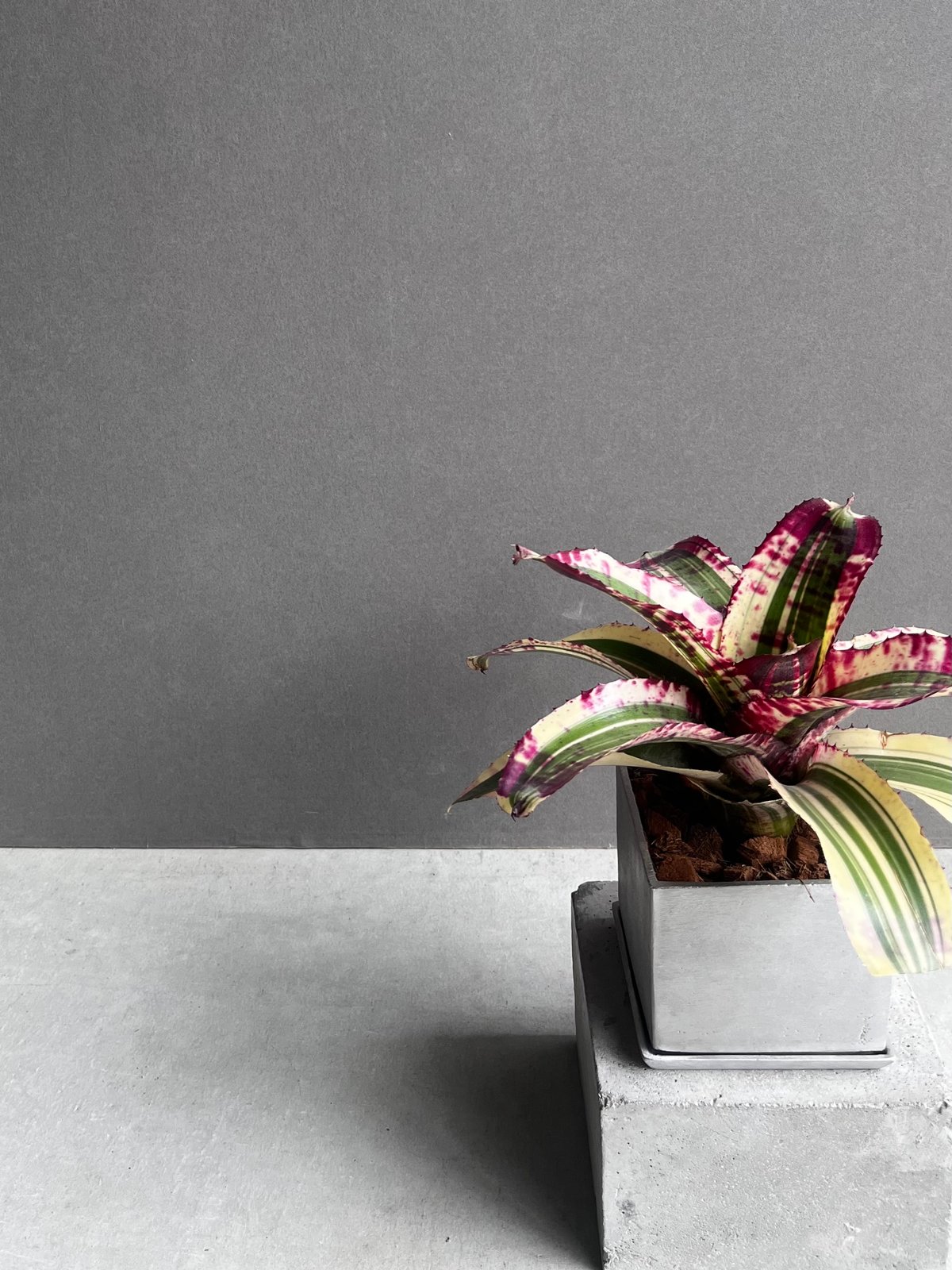 ネオレゲリア スーパーチャージド 「Neoregelia Supercharged