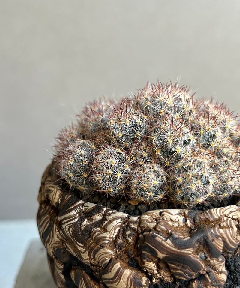 マミラリア 松霞+ plantsmonsters pot 「Mammillaria multi
