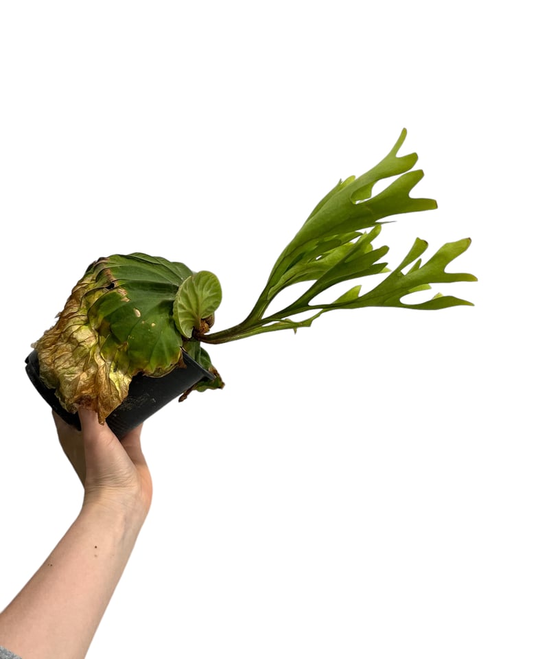 ビカクシダ リドレイ(by ヌクル) 「Platycerium ridleyi (by Nuk