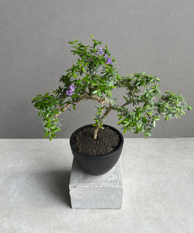 うち” 盆栽 「“UCHI” BONSAI 」16I | SHOUCHIKUEN