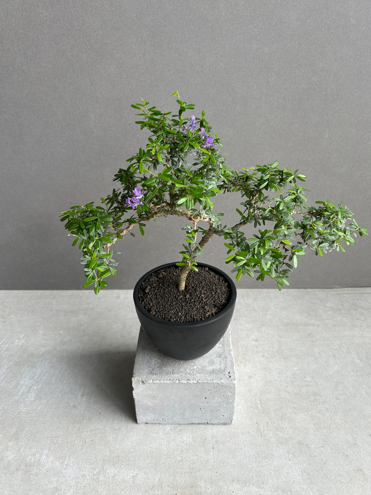 うち” 盆栽 「“UCHI” BONSAI 」16I | SHOUCHIKUEN