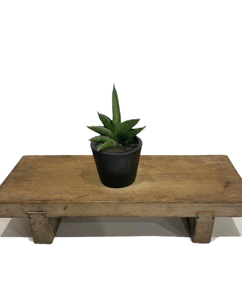 サンスベリア Sansevieria Sandee B サンスベリア Sansevieria Sandee B Sansevieria Sawasdee