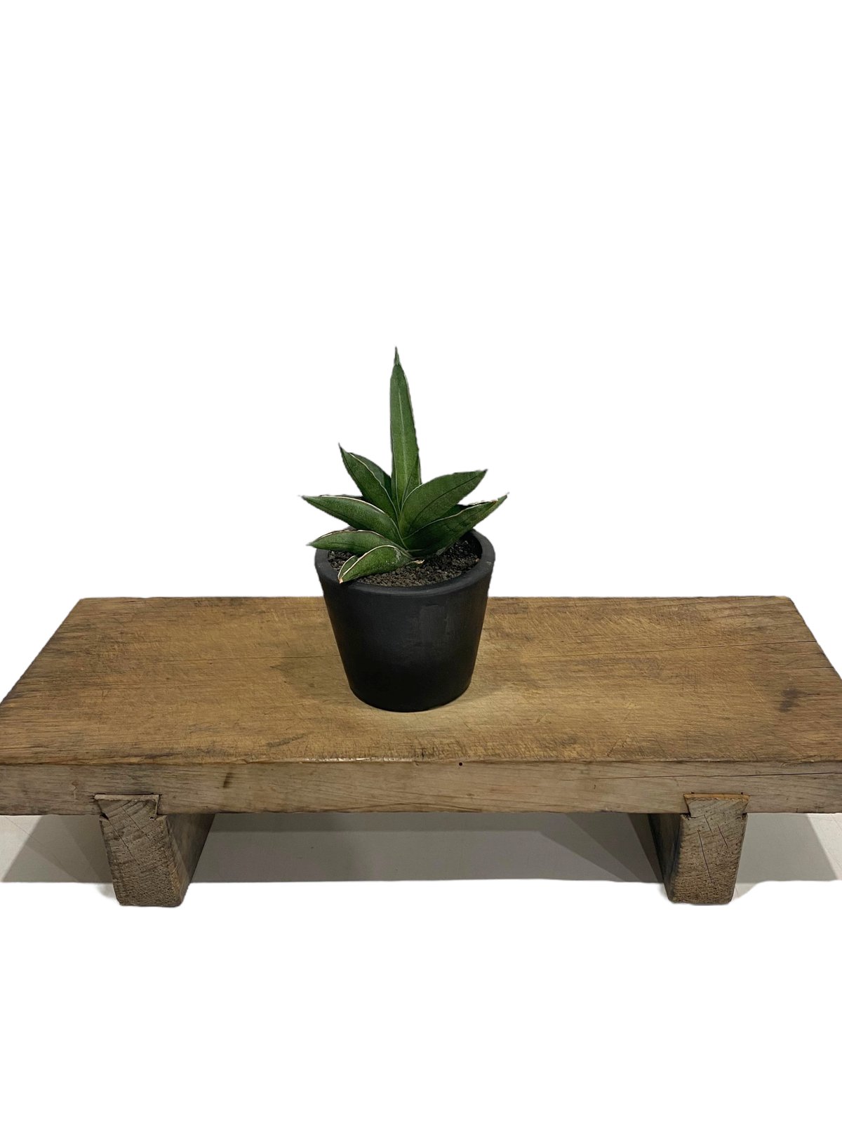 EMP サンセベリア Sir Ray ong / 最後がイメージ SA349 EMP