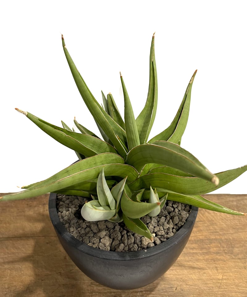 サンセベリア バイ-ビッド「Sansevieria Bi-Bid (by Unyamanee
