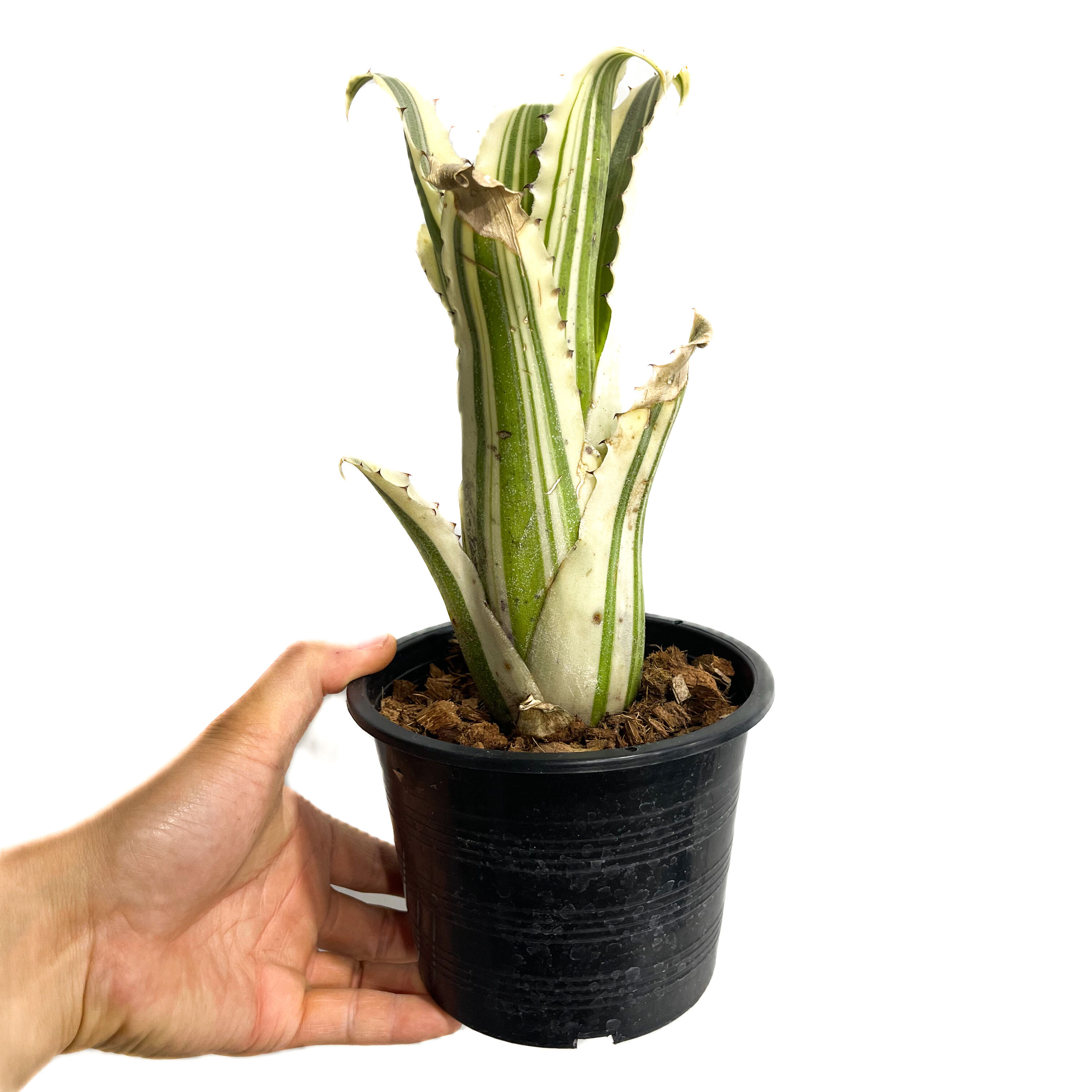 【抜苗】Hohenbergia 'Karla'(ホヘンベルギア　カーラ) ホヘンベルギア カーラ「Hohenbergia Karla」 5/24-618 | SHO