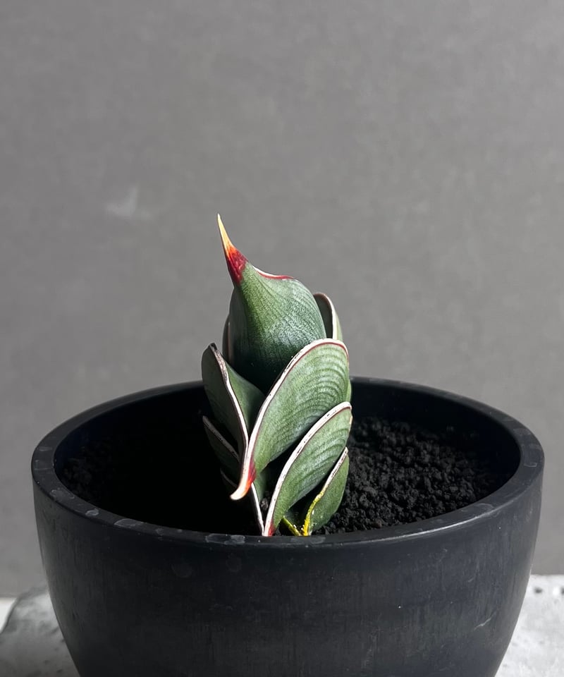 サンセベリア ロリダ 「Sansevieria rorida」45B | SHOUCHIKUEN