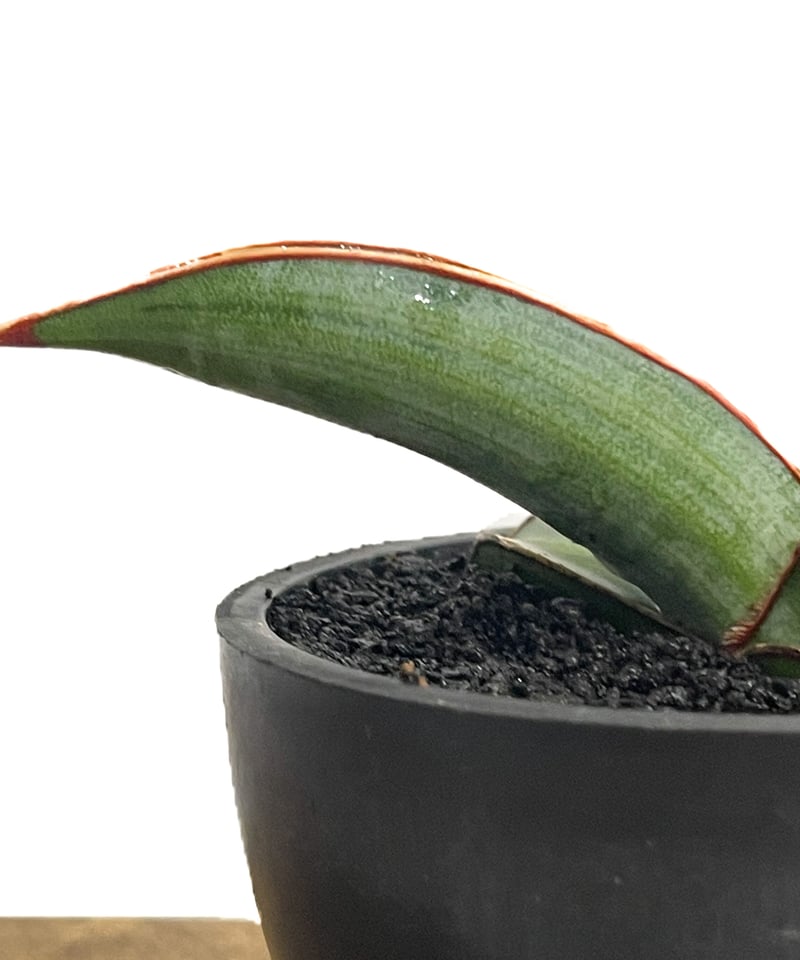 サンセベリア lav.24561「Sansevieria lav. 24561」6/1-715