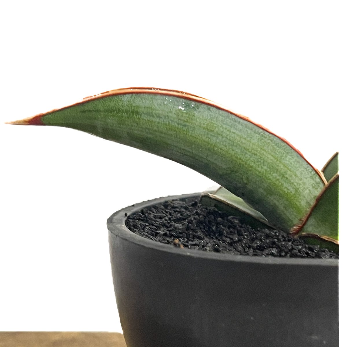 サンセベリア lav.24561「Sansevieria lav. 24561」6/1-715