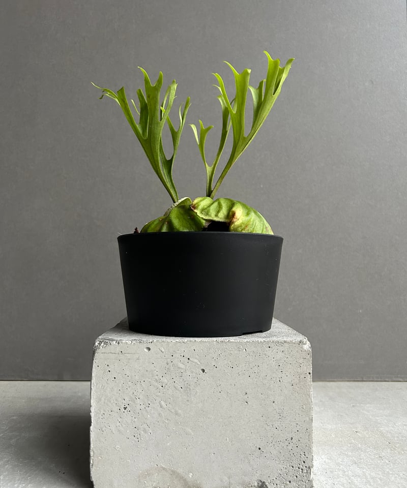 ビカクシダ リドレイ “パカラン”「Platycerium ridleyi “Pakarang