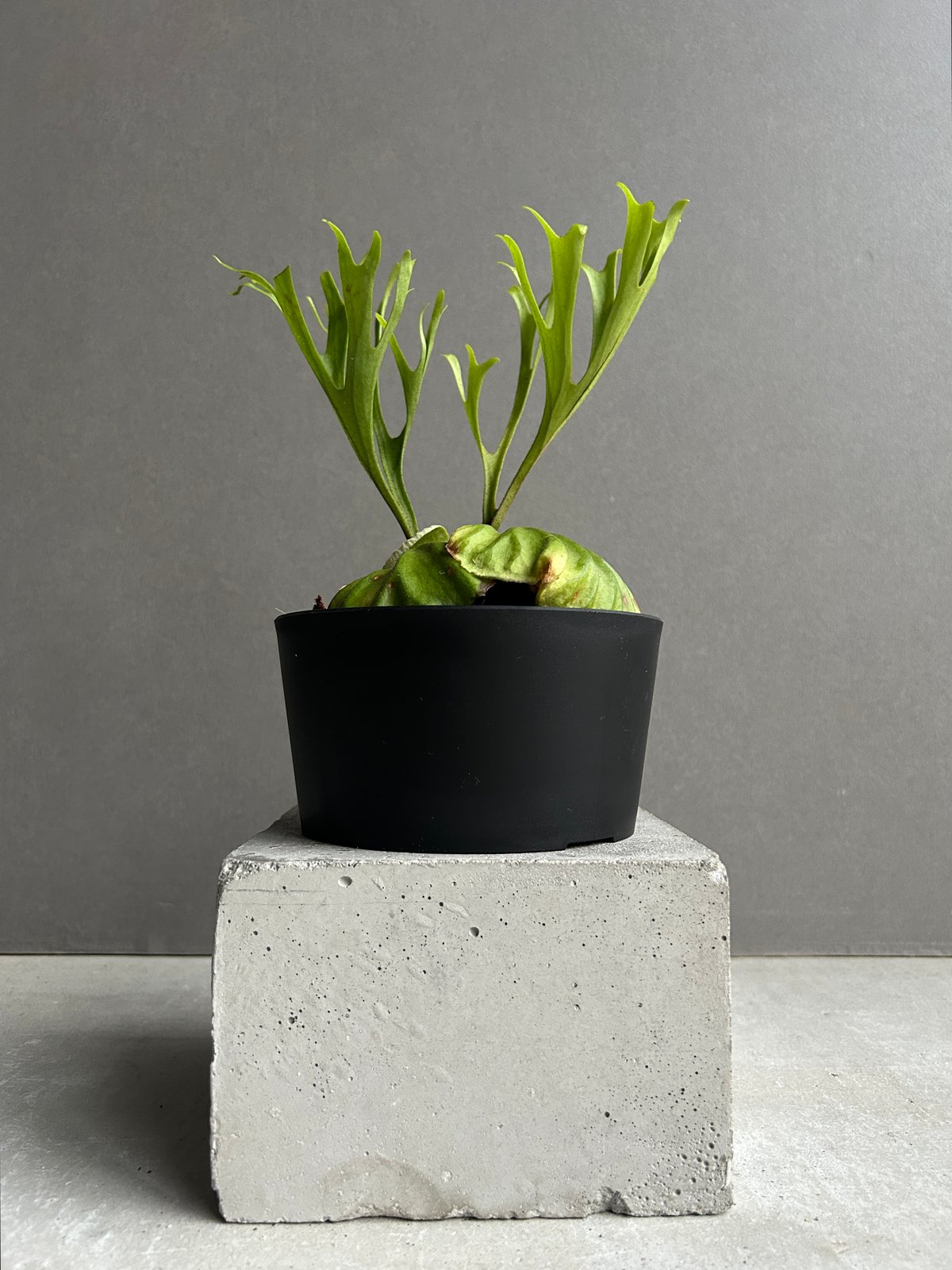 ビカクシダ　リドレイ　パカラン(P.ridleyi Pakarang )　5株 Platycerium ridleyi Pakarang ビカクシダ リドレイ パカラン ビカ