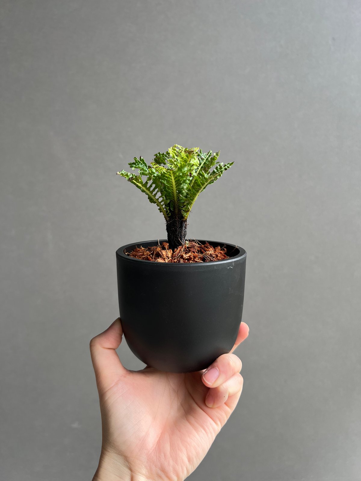 ブレクナム ギッバム ドワーフ 「Blechnum gibbum Dwarf 」4D | SH