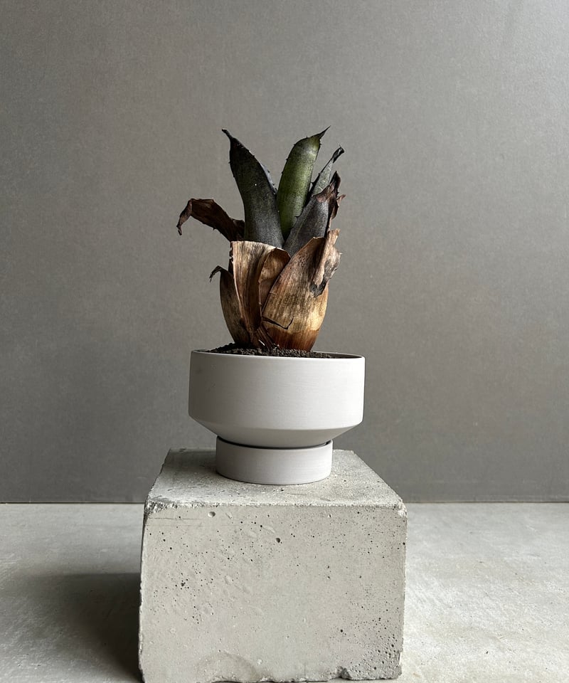 ブラキオ龍樹 hアルカディアス ブラキオ龍樹 hアルカディアス 聖霊超王 H・アルカディアス