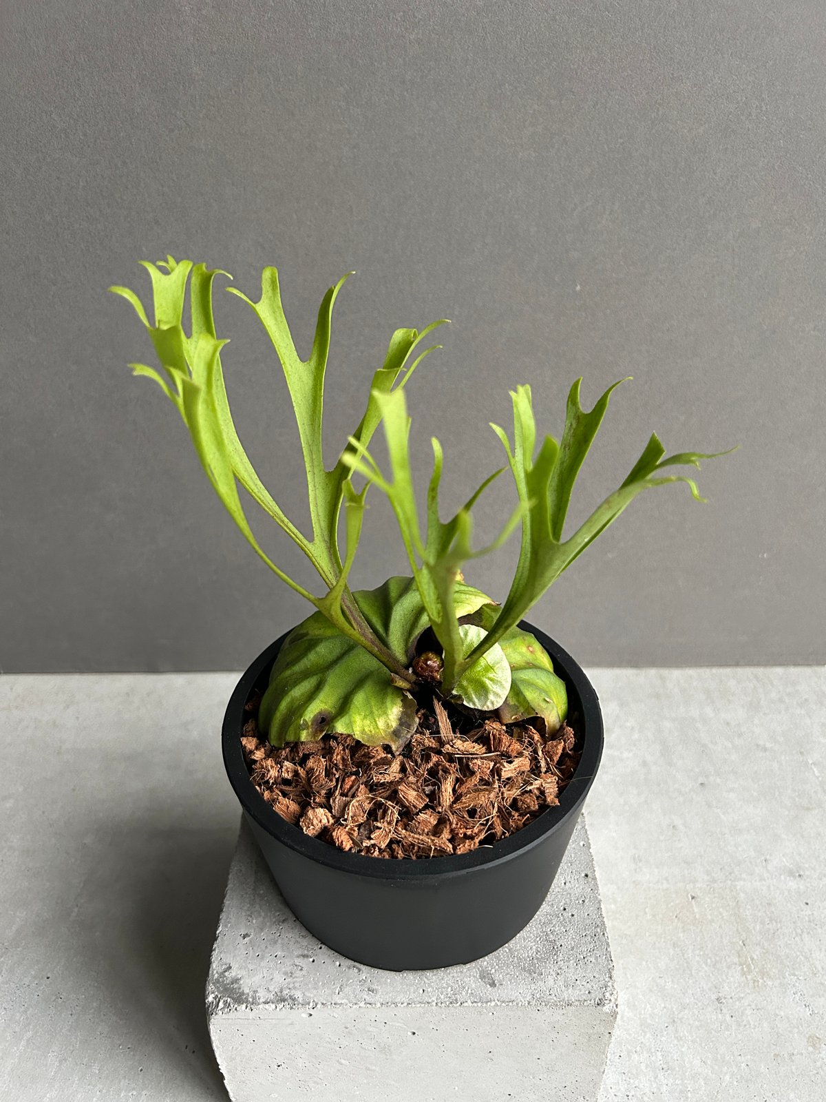 ビカクシダ リドレイ “パカラン”「Platycerium ridleyi “Pakarang